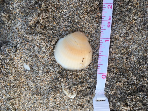 Glycymeris spectralis