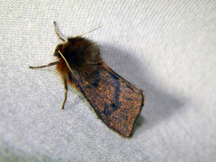 Phragmatobia assimilans