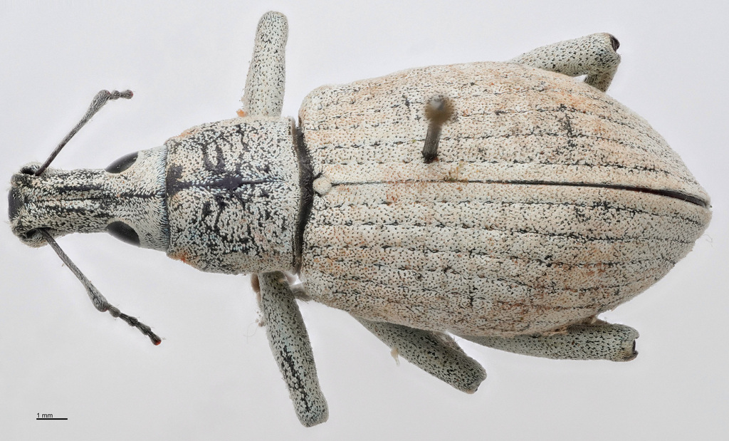 Rhinoscapha papei