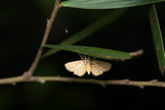 Cymoriza