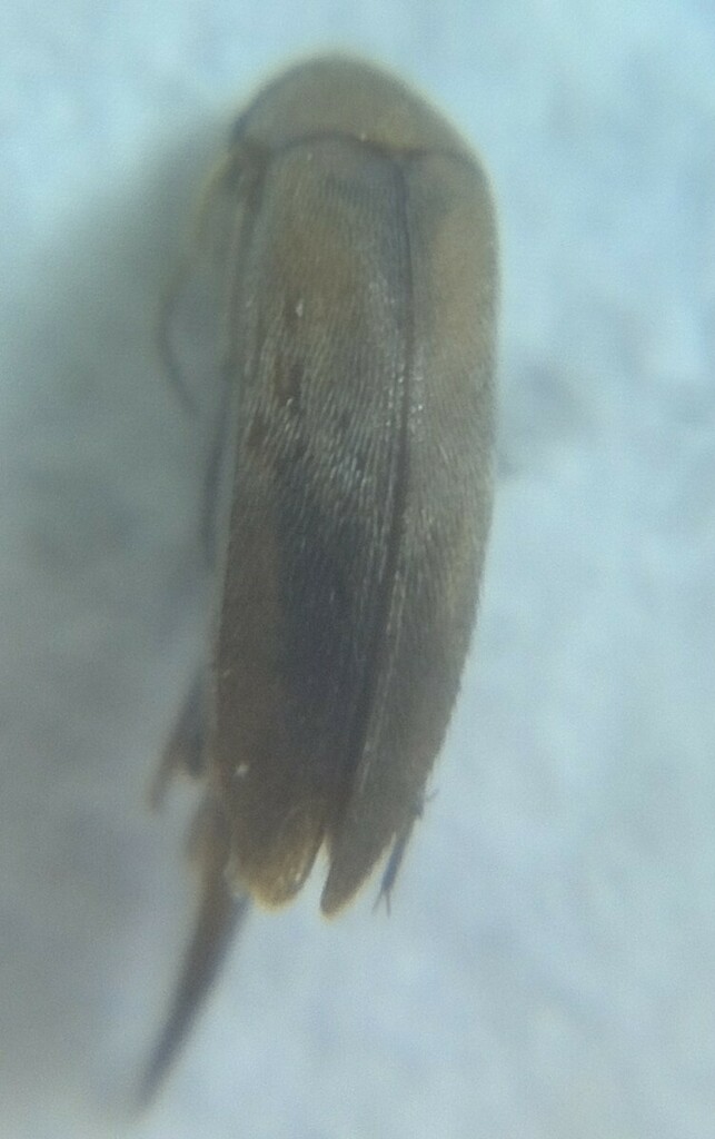 Mordellina semiusta