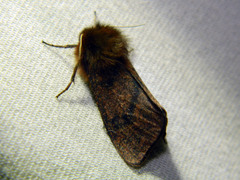 Phragmatobia assimilans