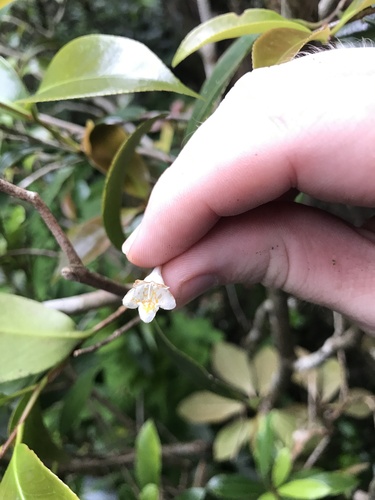 Abelia serrata iNat (1)