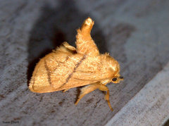 Apoda y-inversa