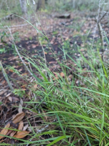 Image of Melica mutica by (c) Caleb Catto, some rights reserved (CC BY)