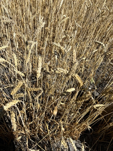 Bread Wheat