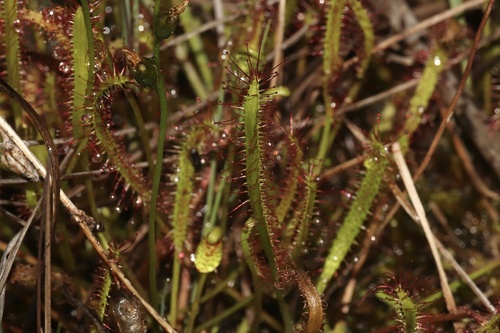 Slenderleaf sundew (Drosera linearis)