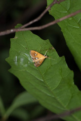 Nosophora semitritalis