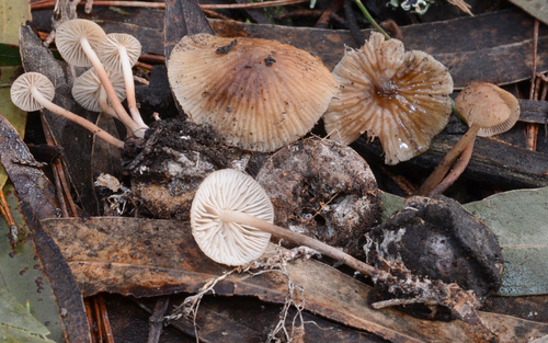 Collybiopsis subpruinosa