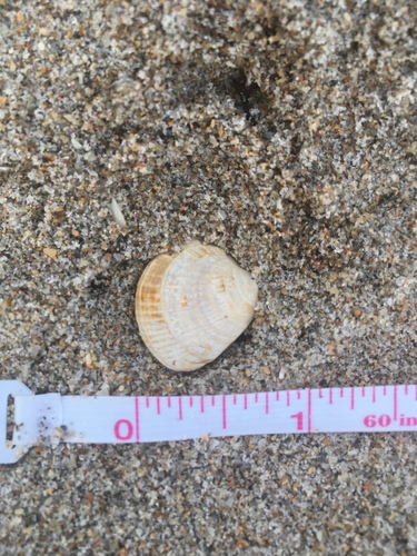 Chione elevata