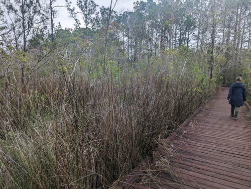 Image of Juncus roemerianus by (c) Caleb Catto, some rights reserved (CC BY)