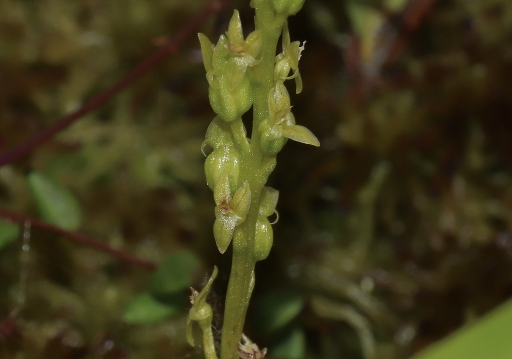 Hammarbya paludosa