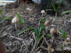 Agaricales