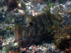 Lachnolaimus maximus