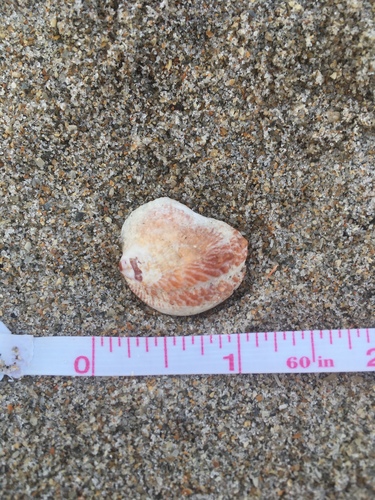 Chama congregata