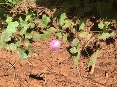 Sidalcea glaucescens
