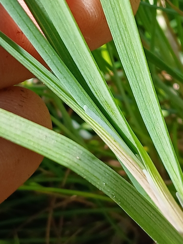 Image of Juncus falcatus by no rights reserved