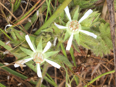 Horkelia marinensis