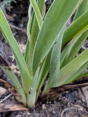 Toxicoscordion paniculatum