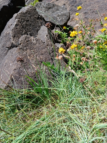 Image of Juncus falcatus by no rights reserved
