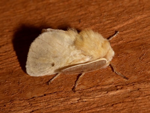 Megalopyge lacyi