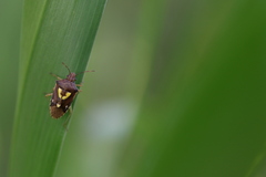 Oebalus insularis
