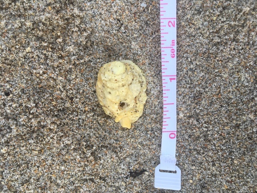 Chama macerophylla