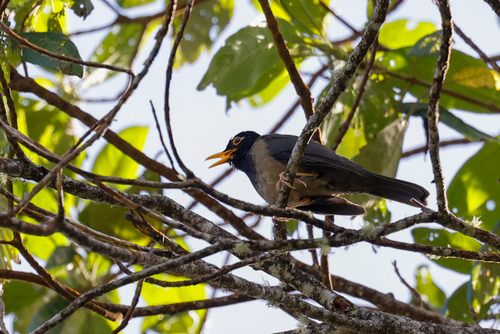 Black-hooded Thrush (Turdus olivater), photo 7