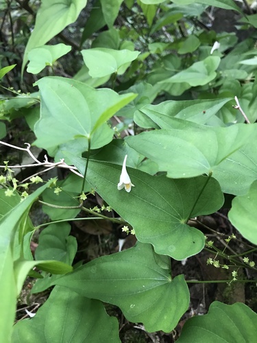 Dioscorea asclepiadea iNat (2)