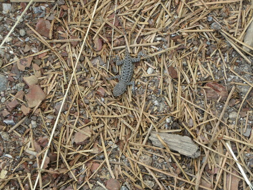 iNaturalist observation photo of Western Fence Lizard