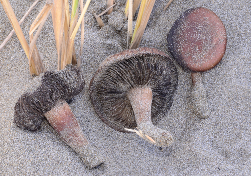 Beach Brittlestem