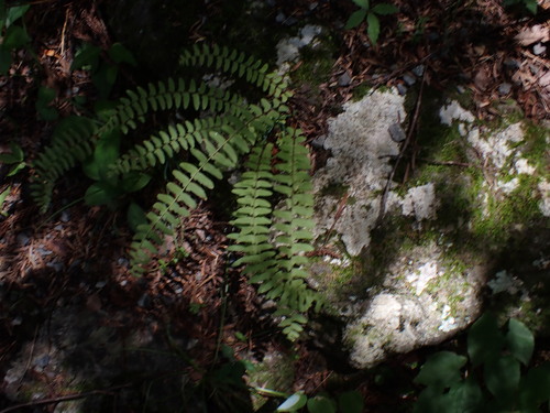 Image of Woodsia polystichoides by (c) W Rao, some rights reserved (CC BY)