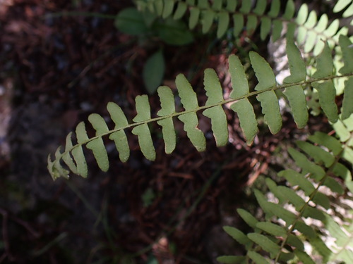 Holly-fern woodsia (Woodsia polystichoides)