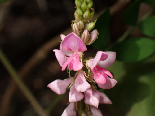 Indigofera pseudotinctoria