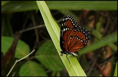 Limenitis archippus floridensis
