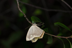 Pareumelea eugeniata