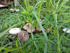 Agaricales