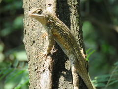 Sceloporus olivaceus