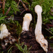 Trichoderma leucopus - Photo (c) noah_siegel, some rights reserved (CC BY-NC-SA), uploaded by noah_siegel