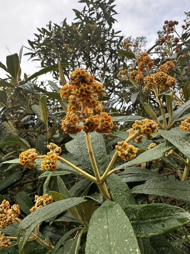 Image of Buddleja incana by (c) Nicolás Baresch Uribe, some rights reserved (CC BY)
