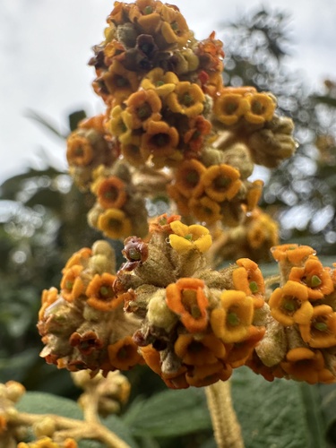 Image of Buddleja incana by (c) Nicolás Baresch Uribe, some rights reserved (CC BY)