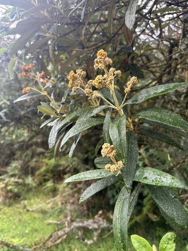 Image of Buddleja incana by (c) Nicolás Baresch Uribe, some rights reserved (CC BY)