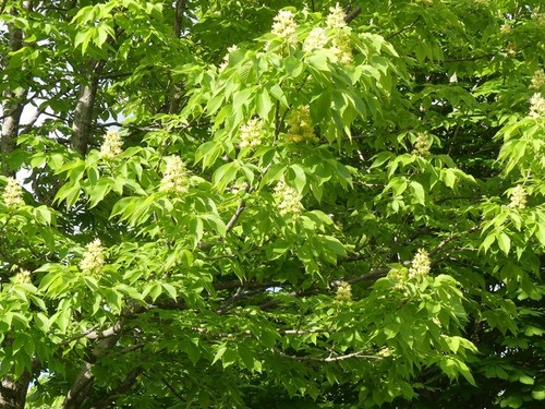 Ohio Buckeye (Trees of Appalachia) · iNaturalist