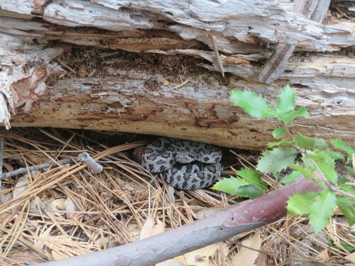 iNaturalist observation photo of Western Rattlesnake