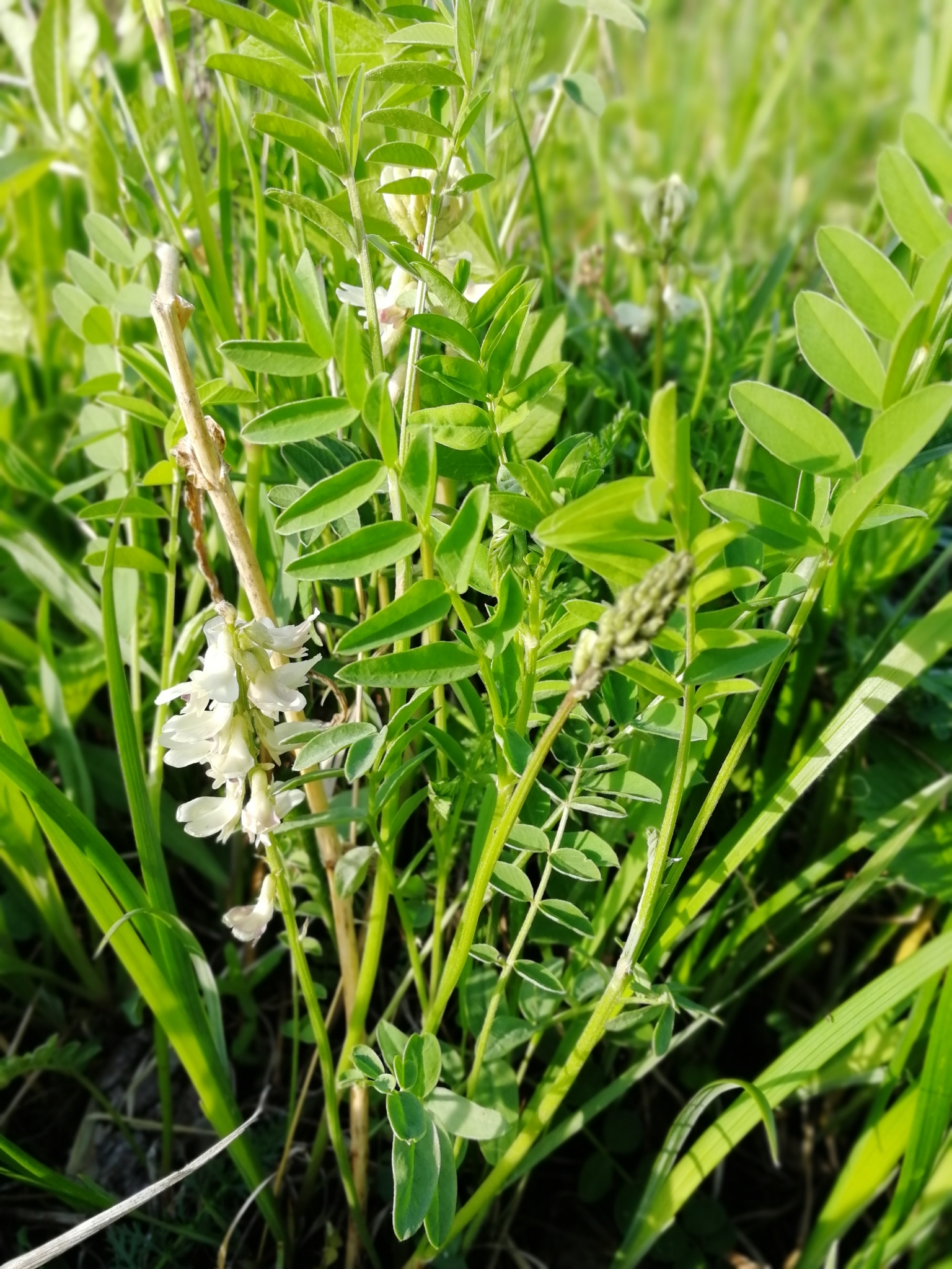 Astragalus vaginatus