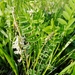 White Milk-Vetch - Photo (c) Павел Голяков, some rights reserved (CC BY-NC), uploaded by Павел Голяков