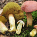 Boletus miniato-olivaceus - Photo (c) noah_siegel, some rights reserved (CC BY-NC-SA), uploaded by noah_siegel