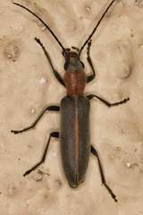 Oxacis cana
