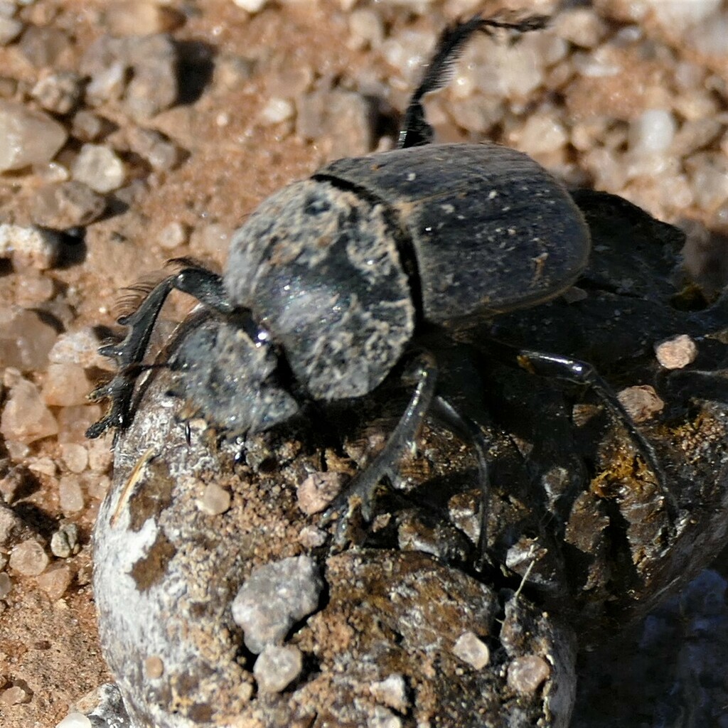 Scarabaeus cognatus