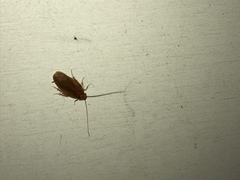 Ectobius pallidus